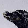 Dwarf Crocodile