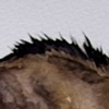 Wildebeast