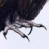 Cinereous Vulture