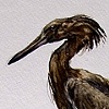 Reddish Egret