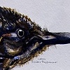 Study Heads (Birds)