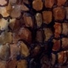 Three Banded Armadillo