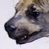 Spotted Hyena