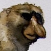Proboscis Monkey