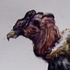 Andean Condor