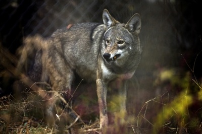 Lincoln Park Zoo Wolves
