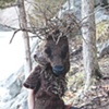 Elk