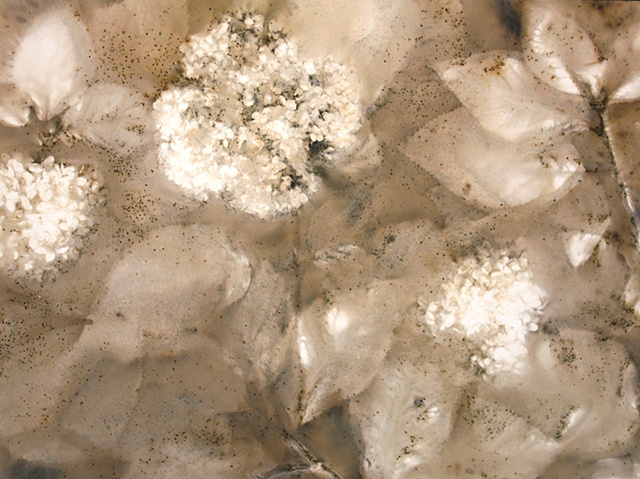 Hydrangea