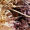 The Revelation of a Serqet
(Detail)