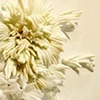 Milk (Detail) 