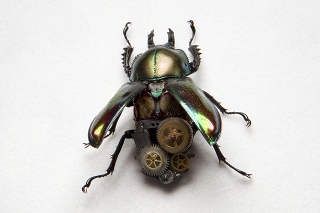 Female Green Metallic Steampunk Stag Beetle