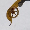 Centruroides Sculpturatus 1 Prints Only 