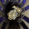 Avicularia purpurea Prints only 