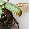 Chrysina Prints Only 
