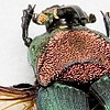 Phaneus Vindex 1 Prints Only 