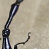 Tachelophorus giraffa Prints Only 