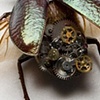 Green metallic stag beetle Prints Only