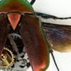  Celedota splendens 3 Prints Only 