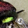  Phaneus vindex 2 Prints only 
