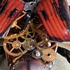 Cyrtotrachelus buqueti back Prints Only