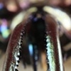 Chiasognathus granti front Prints Only