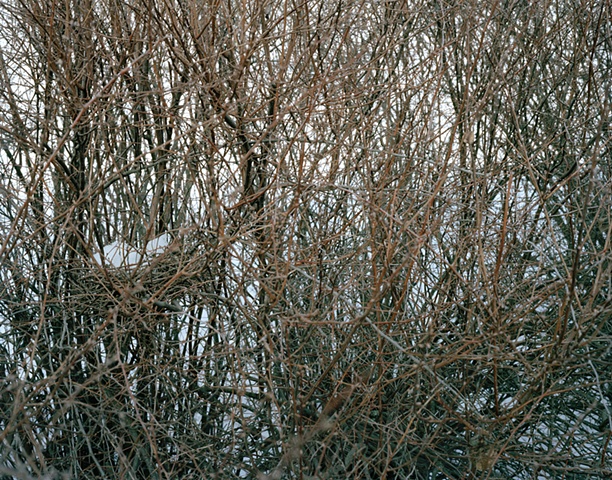 To Build a Nest