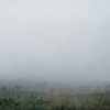 Into the Fog