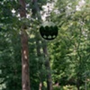 Trees