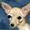 Big Ears
Chihuahua