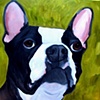 Big Mick
Boston Terrier