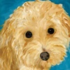 Kissable
Poodle