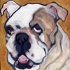 Cookie
English Bulldog