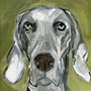 Grey Ghost
Weimaraner