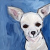 Rub My Belly
Chihuahua