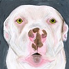 A1075661 Original White Pit Bull Art Painting