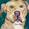 100 Pounds of Love
Red Nose Pit Bull