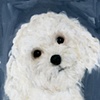 Sweet
Bichon Frise