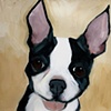 Young Hugo
Boston Terrier