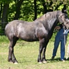 Ricky the Percheron.
