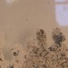 Ash on glass