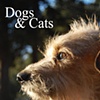 Dogs & Cats