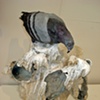 Pompeii Pigeons