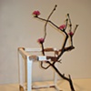 Open cube with flowers