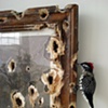 First Harvest in the Wilderness with Woodpecker