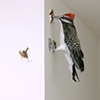 Woodpecker detail
