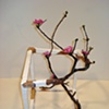 Open cube with flowers