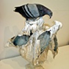 Pompeii Pigeons