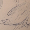 crows