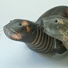 seals