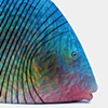 tropical fish